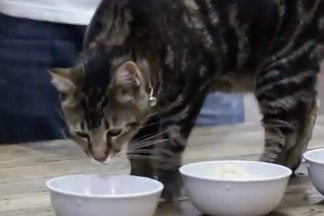 image for Choosing the Right Food for your Hero Cat