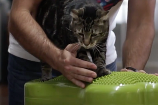 image for Making Sure your Hero Cat has a Strong Core