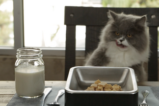 image for DIY: Kitty Tuna Treats