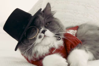 image for A Day in the Life of Vincent