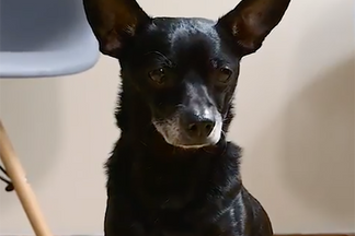 image for A Dog Solves His Busy Owner's Crisis