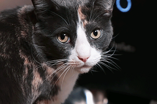 image for Petnet Testimonial: Permanent Records
