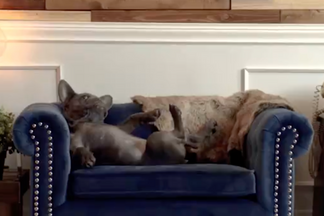 image for Portion Control with Dom Woof