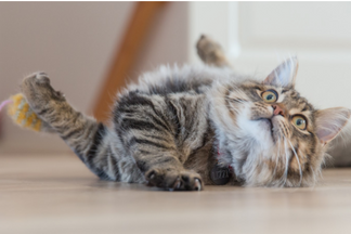 image for Common Cat Allergies and How to Treat Them