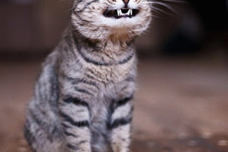 image for Oral Pet Health: Maintaining Your Pet's Teeth