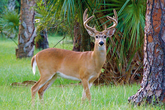 image for Venison: Pet Food Ingredients A to Z