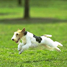 image for Keys to a Fit and Healthy Pet