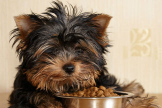 image for How to Adjust Your Dog's Food Portions