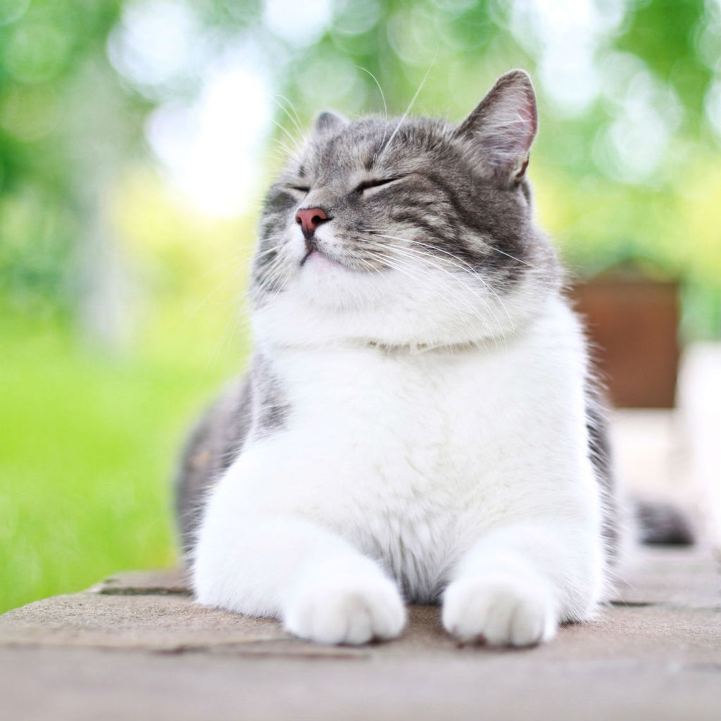 Essential Amino Acids for your Cats demo36196