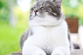 image for Essential Amino Acids for your Cats