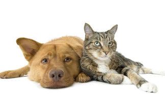 image for Pet Obesity Awareness Month