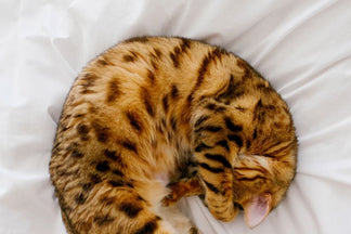 image for <span>Tips for </span>Exercising your cat