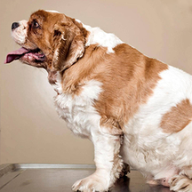 image for Ok, so my pet is FAT…what do I do?