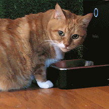 image for Petnet Testimonial: Morgen and Jessy