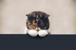 image for The Cost of Not Taking your Cat to the Vet