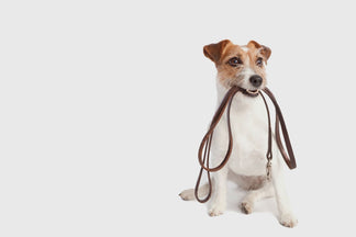 image for Tips for Exercising Senior Dogs