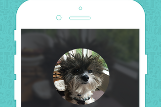 image for Pet of the Week: Wilson