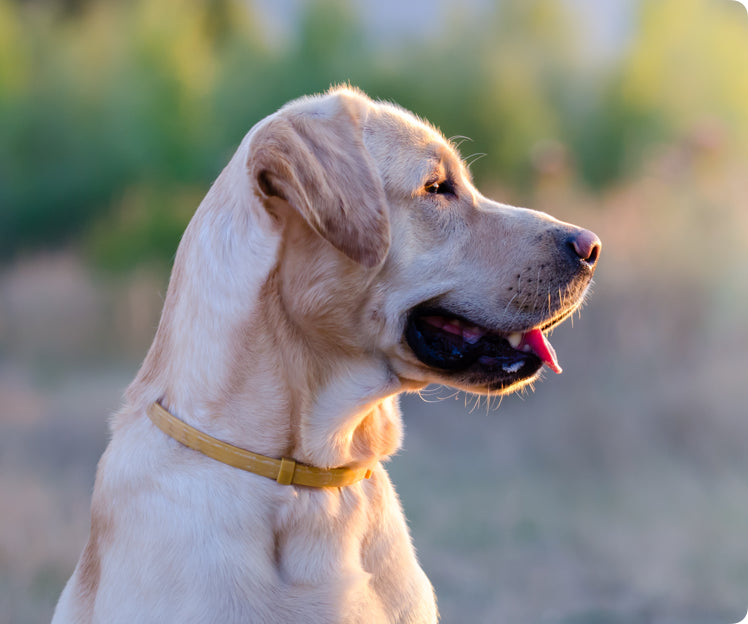 Tell us about your pet and we’ll do the rest.