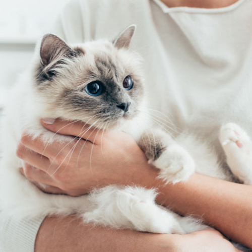 Healthy portions. Compatible ingredients.