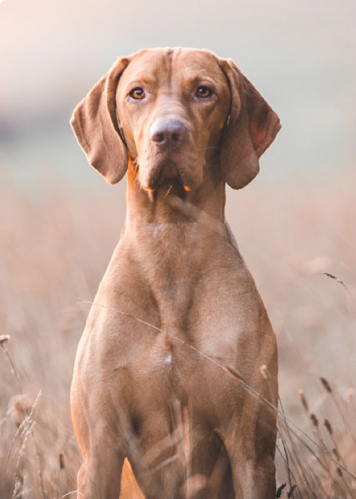 Healthy portions. Compatible ingredients.