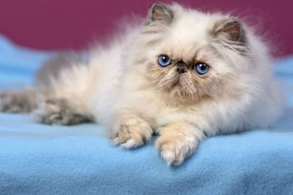 image for Four of the Friendliest Cat Breeds