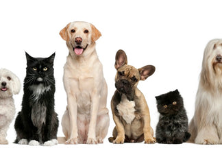 image for All About Your Favorite Dog (or Cat) Breed – a New Petnet Blog Series