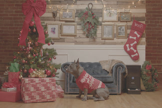 image Holiday Gift Ideas for Your Pet