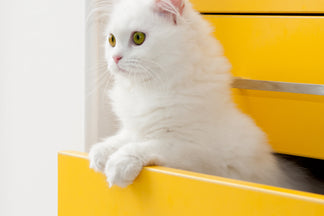 image for Getting to Know Your Persian Cat