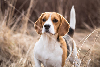 image Getting to Know the Beagle