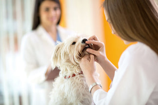 image for February is Pet Dental Health Month