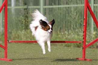 image for Petnet Exercise Tips: Exercising Your Small Dog
