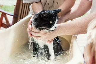 image for Are You Brave Enough to Give Your Cat a Bath?