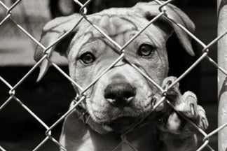 image for 12 Things About Adopting a Dog and Rescue Groups
