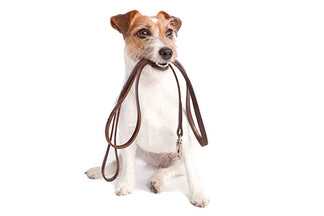 image for 5 Reasons Your Dog Should Be On A Leash