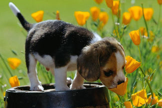 image for Pet Friendly Gardens