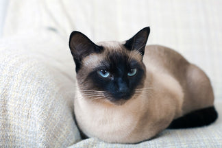 image for Getting to Know Your Siamese Cat