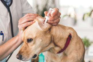image for How to Clean Your Dog's Ears