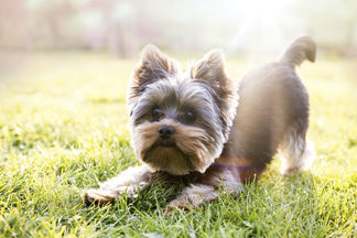 image for Getting to Know Your Yorkshire Terrier