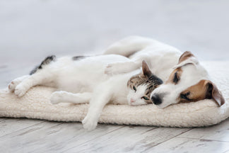 image for Choosing the Right Bed for Your Pet