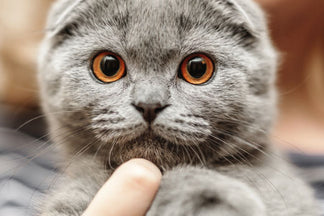 image for Getting to Know Your Scottish Fold Cat