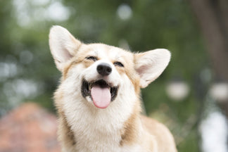 image for Getting to Know Your Pembroke Welsh Corgi