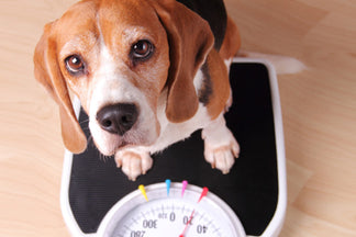 image for Weight Loss Feeding Tips for Dogs