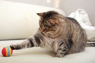 image for A Guide to a Lean and Healthy Cat