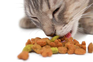 image for Does Dry Cat Food Really Cause Feline Diabetes
