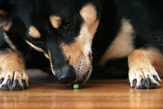 image for Healthy Dog Diets: Foods that Reduce Inflammation