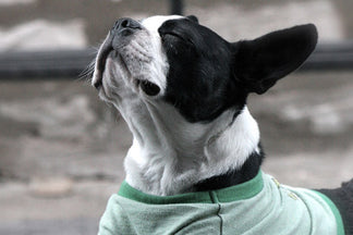 image for Feeding Dogs for Healthy Joints