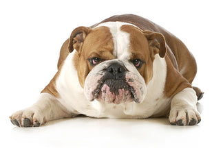 image for U.S. Pet Obesity: The Total Number of Pounds our Dogs are Overweight
