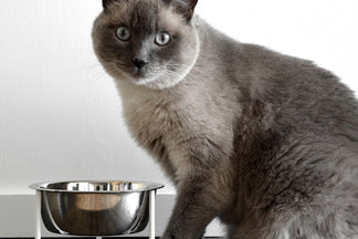 image for Mealtime Mishaps: Tips for Better Cat Feeding