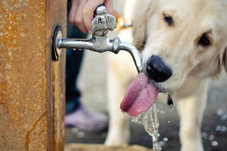 image for How Much Water does a Dog Need?