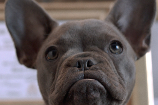 image for This is Dom: The Un-simple French Bulldog